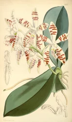 Illustration von Phalaenopsis sumatrana